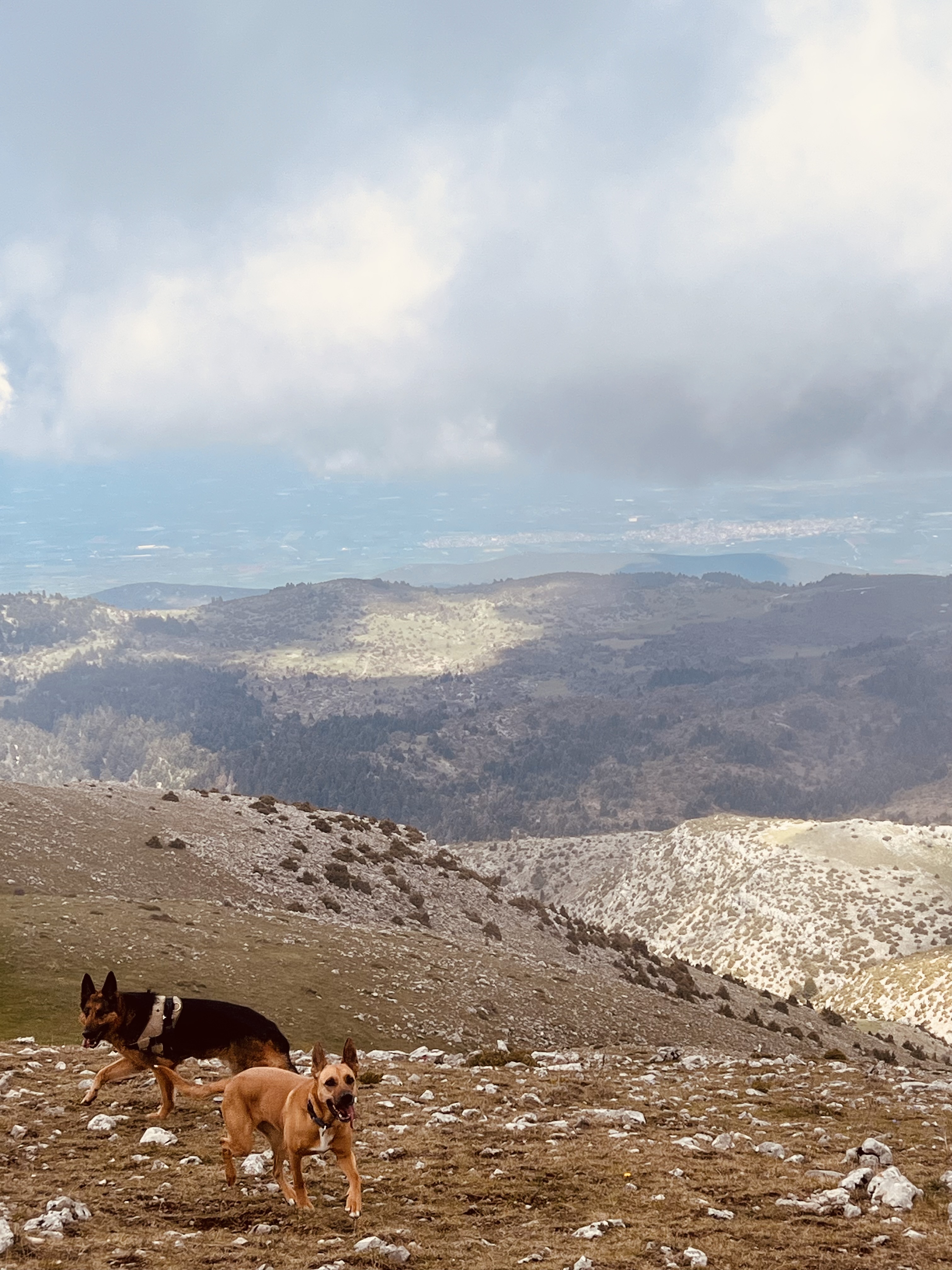 Εκπαίδευση σκύλων και φύλαξη σκύλων Θεσσαλονίκη - Dog training and dog sitting services