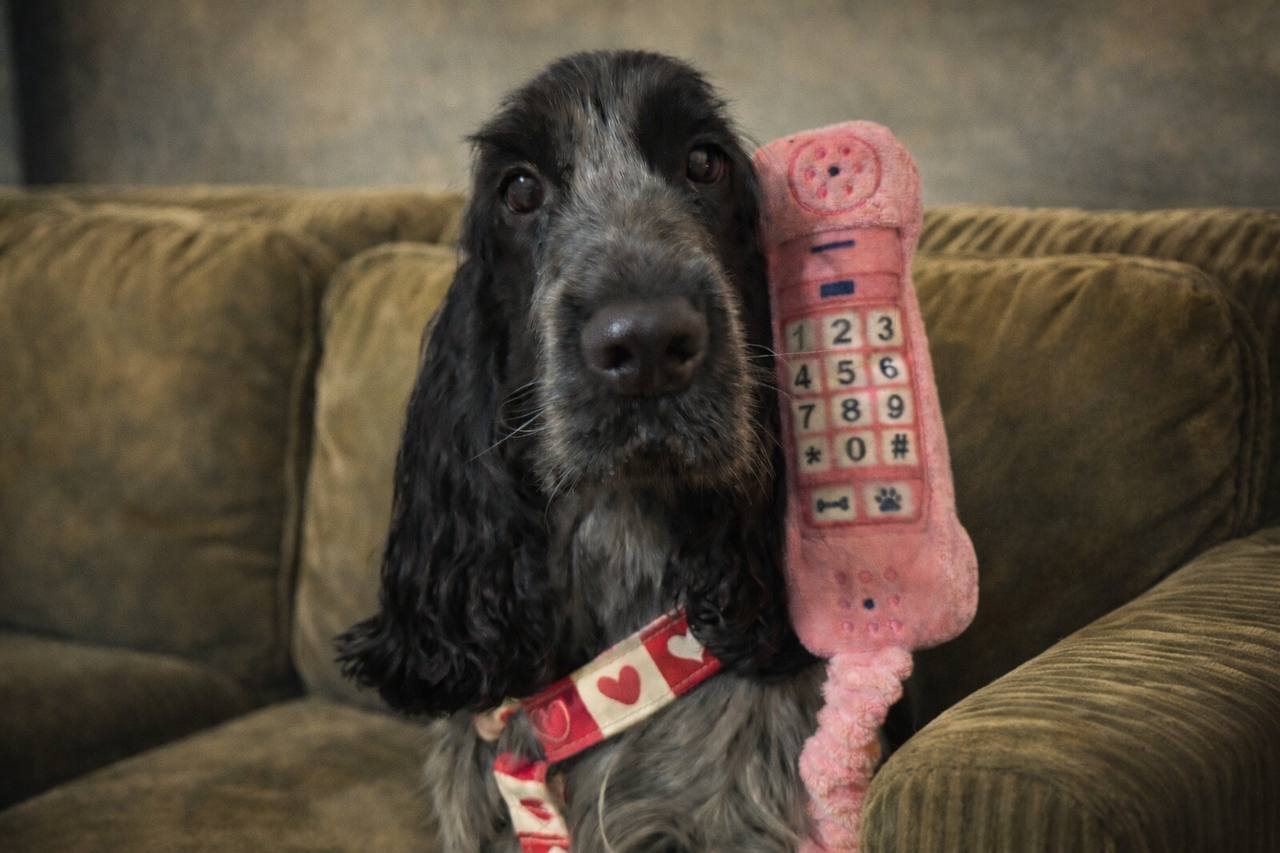 Contact us for professional dog training services