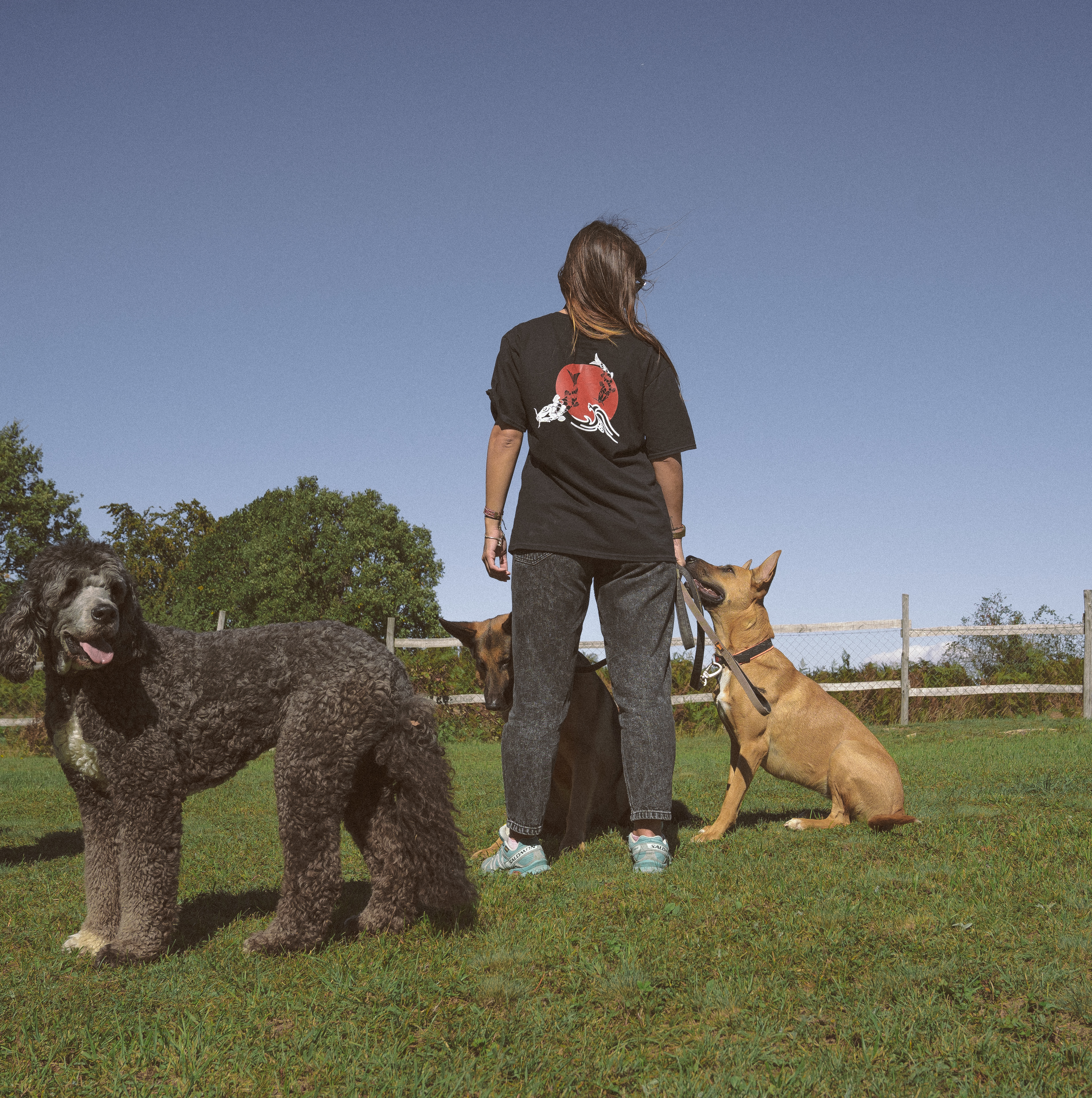 Εκπαίδευση σκύλων με θετική ενίσχυση - Positive reinforcement dog training